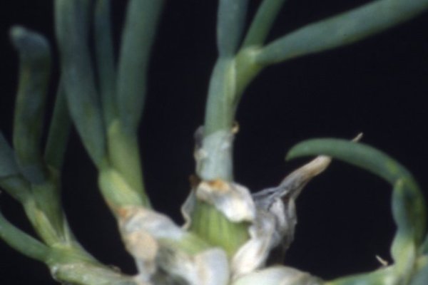 Kraken https что это