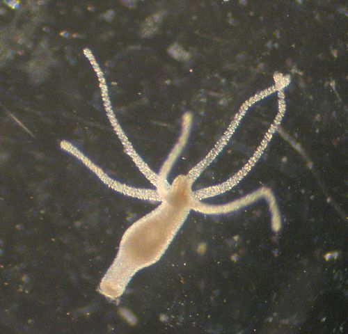 Kraken 13at вход