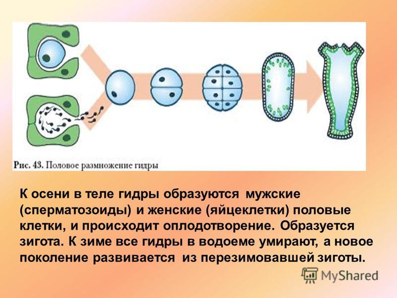 Кракен ссылка онион зеркало